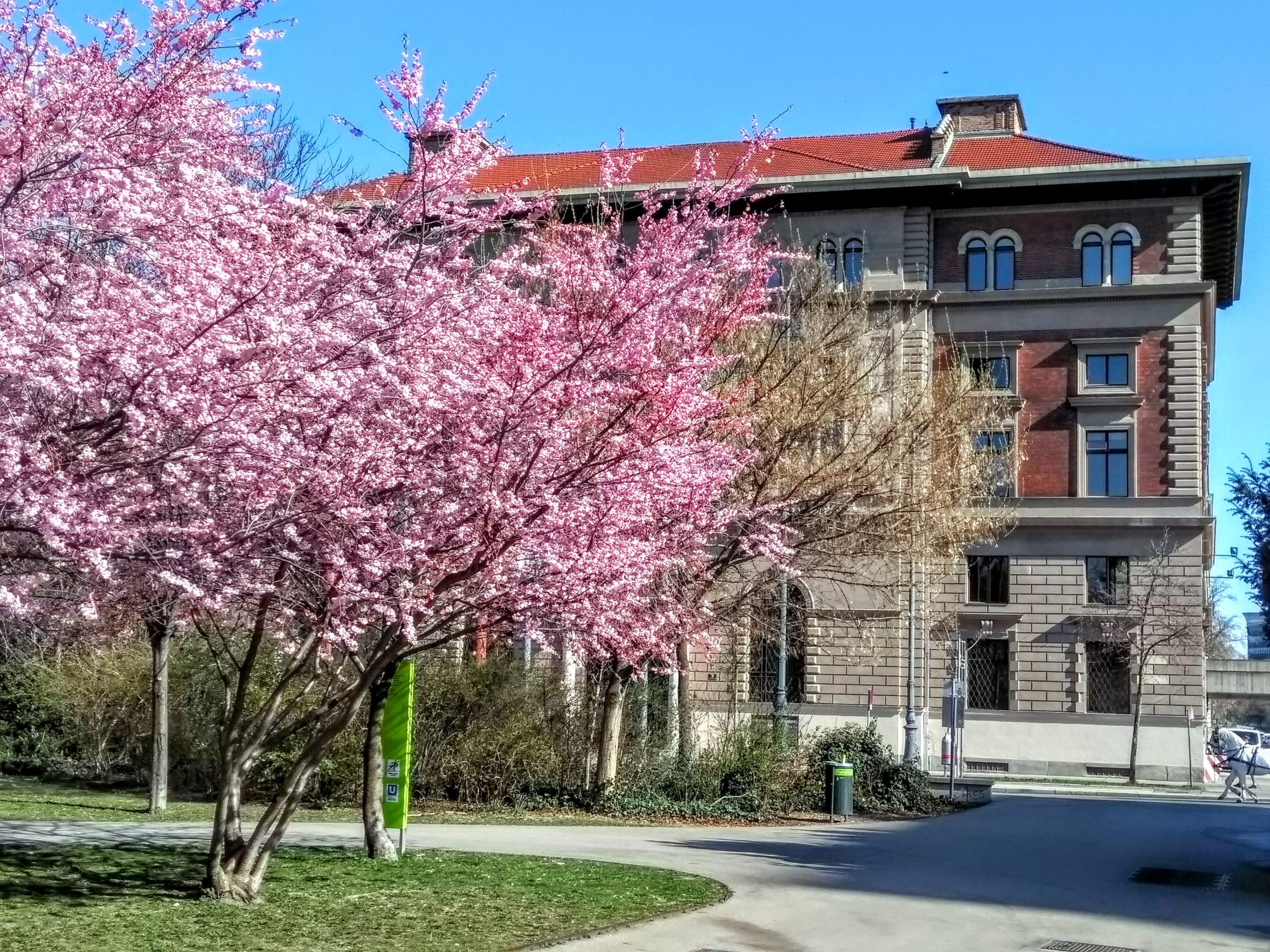 Rosablühender Strauch vor Palais