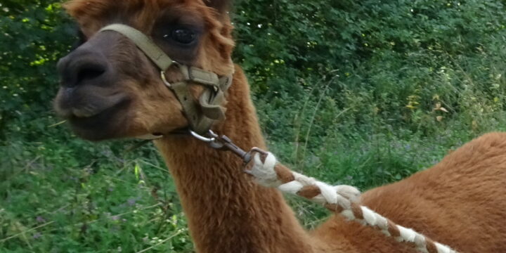 Lamas, Alpakas und andere tierische Überraschungen am Wandertag der 1A